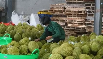 Đắk Nông: Xử lý nghiêm việc tung tin thất thiệt ảnh hưởng đến sầu riêng