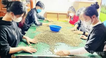 Giá cà phê hôm nay 8/6/2025, thị trường bình ổn, đi ngang