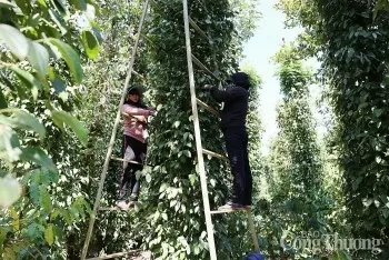 Dự báo giá tiêu ngày mai 9/6/2025: thị trường tăng nhẹ