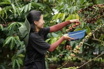 Giá cà phê hôm nay 9/6/2025, thị trường đi ngang, ổn định